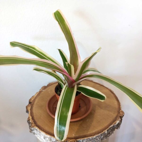 Neoregelia Ø5,5cm - Gwiaździca Neoregelia Ø5,5cm - Gwiaździca