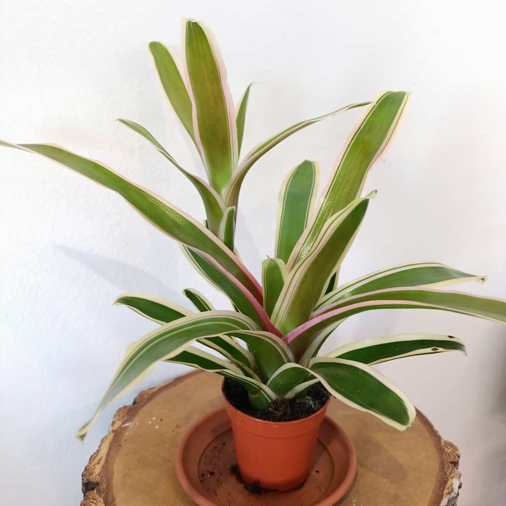 Neoregelia Ø5,5cm – Gwiaździca