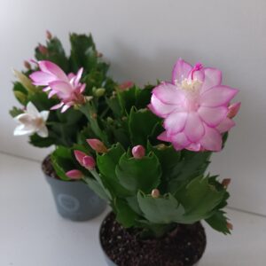 Grudnik dwukolorowy Ø12cm