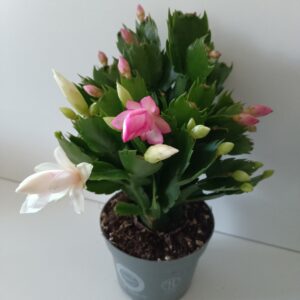 Grudnik dwukolorowy Ø12cm