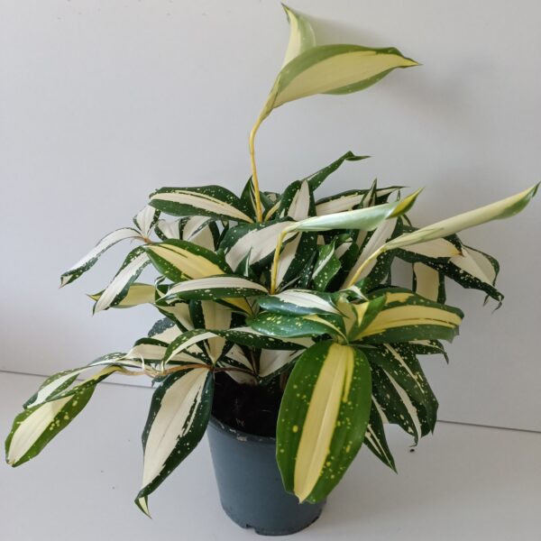 Dracaena Milky Way