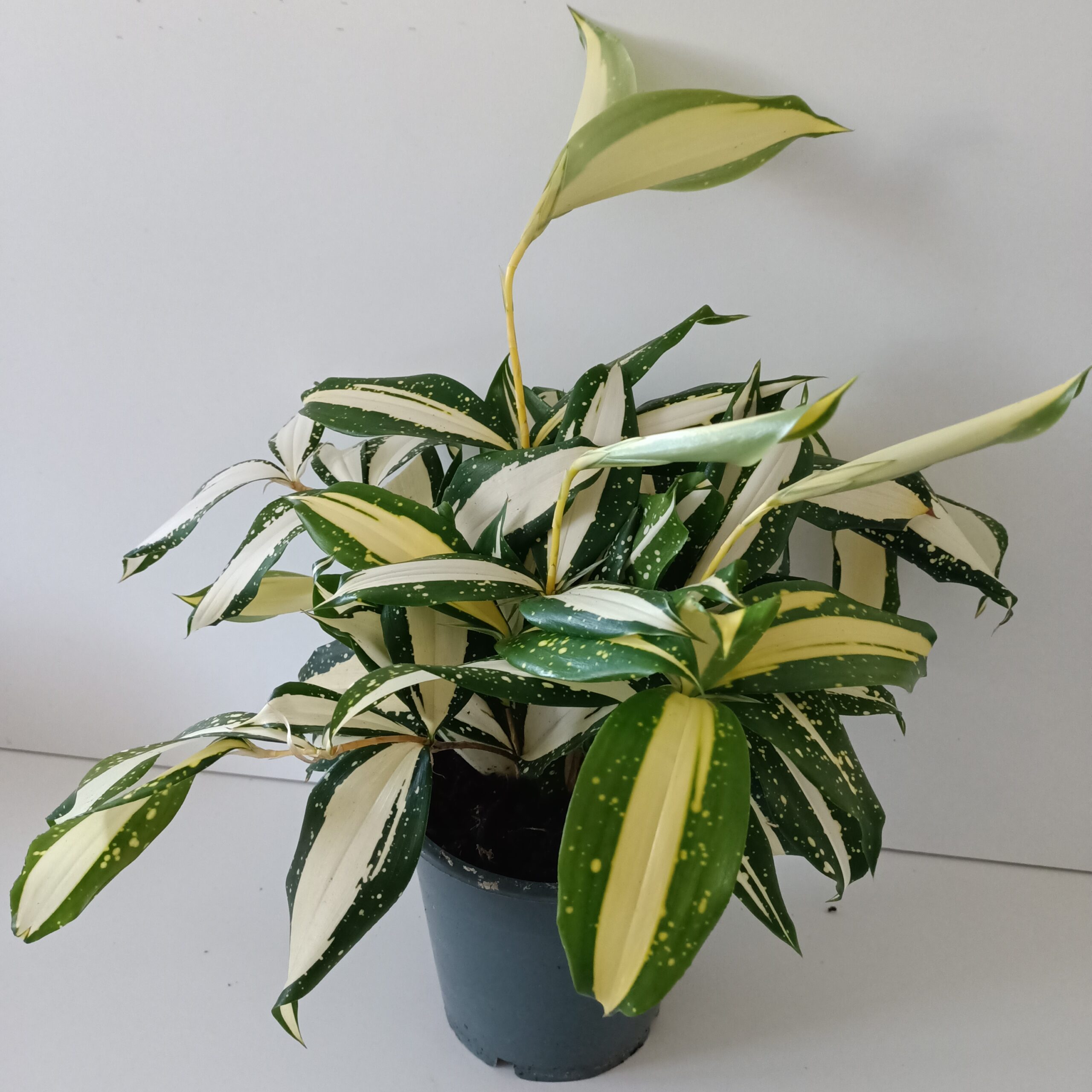 Dracaena Milky Way
