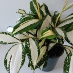 Dracaena Milky Way