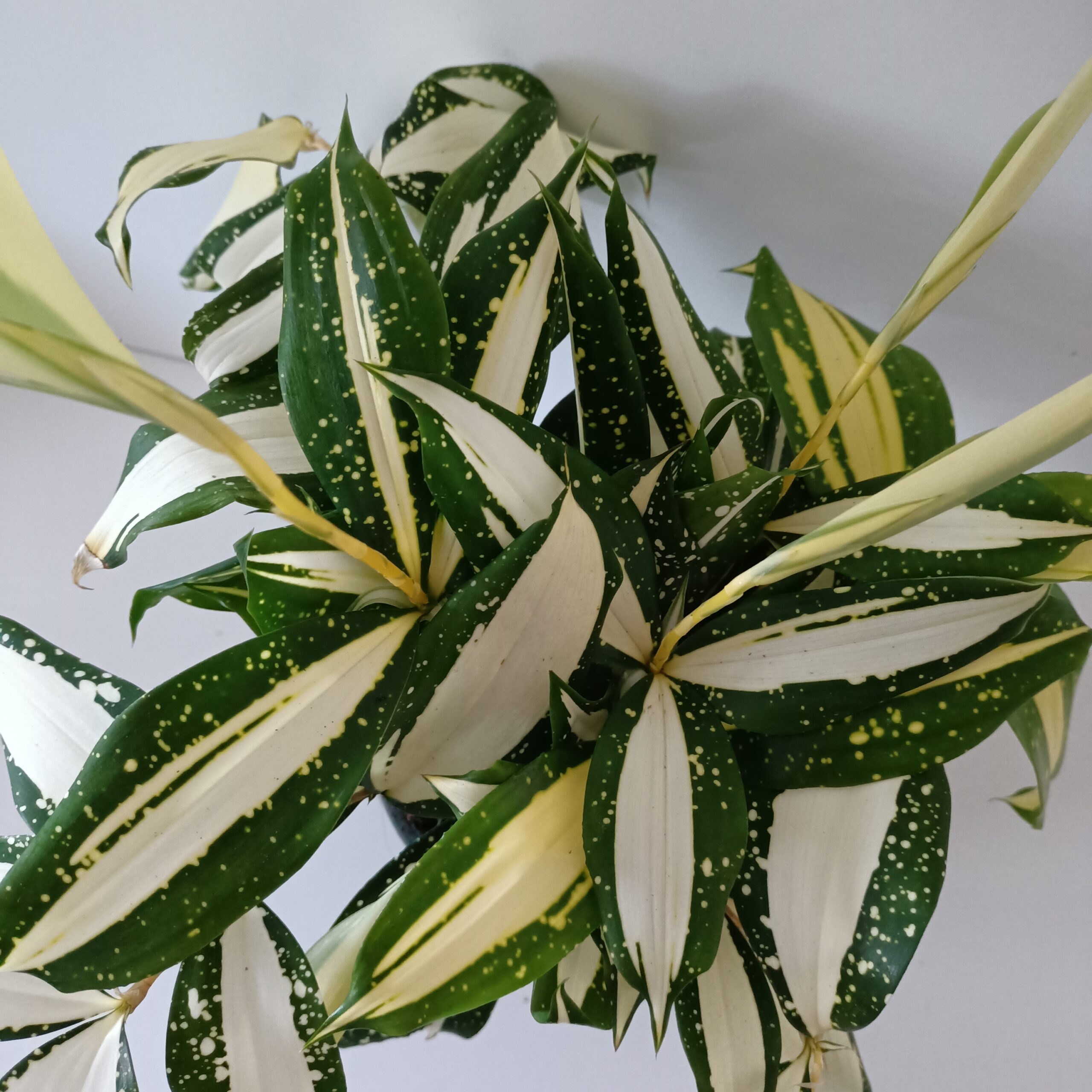 Dracaena Milky Way
