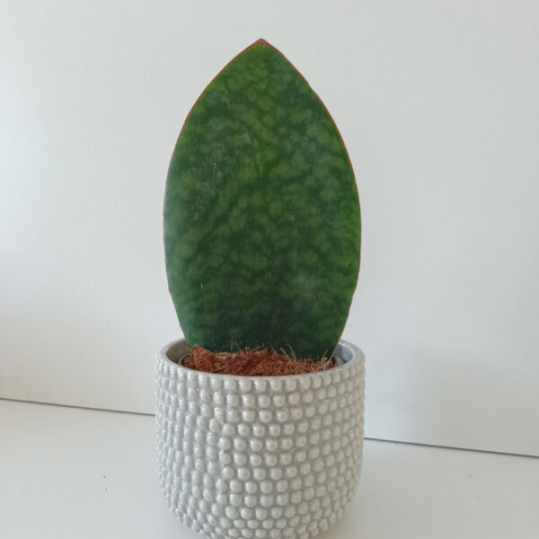 Sansevieria Big Leaf
