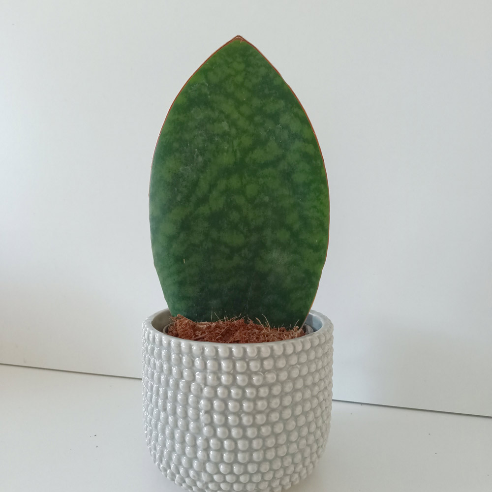 Sansevieria Big Leaf