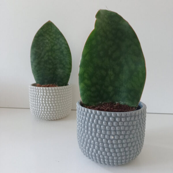 Sansevieria Big Leaf