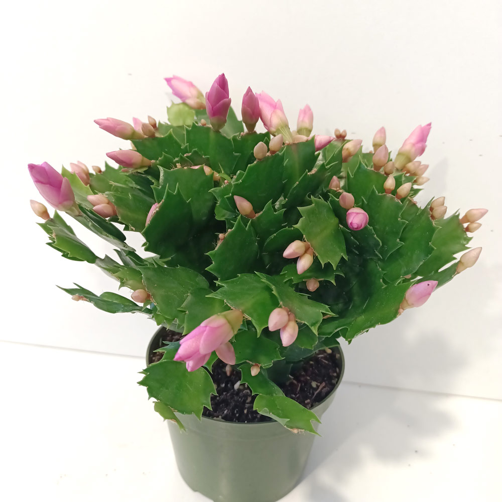 Schlumbergera BIAŁO-RÓŻOWA
