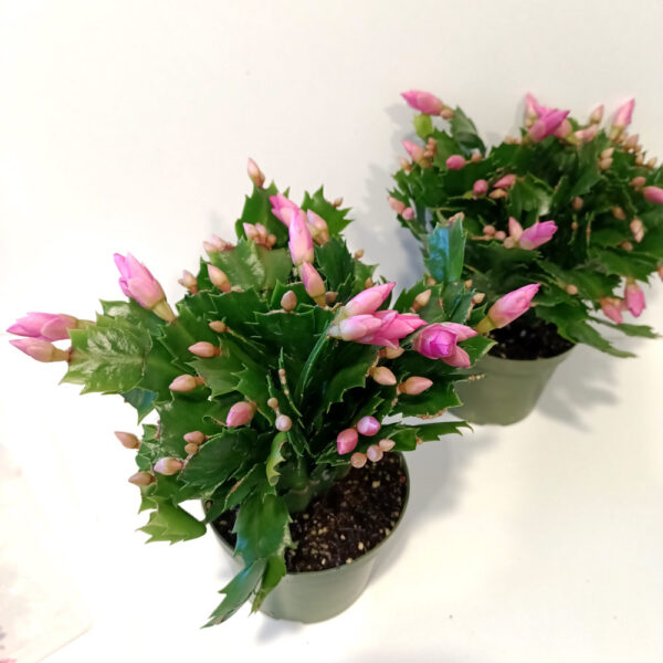 Schlumbergera BIAŁO-RÓŻOWA