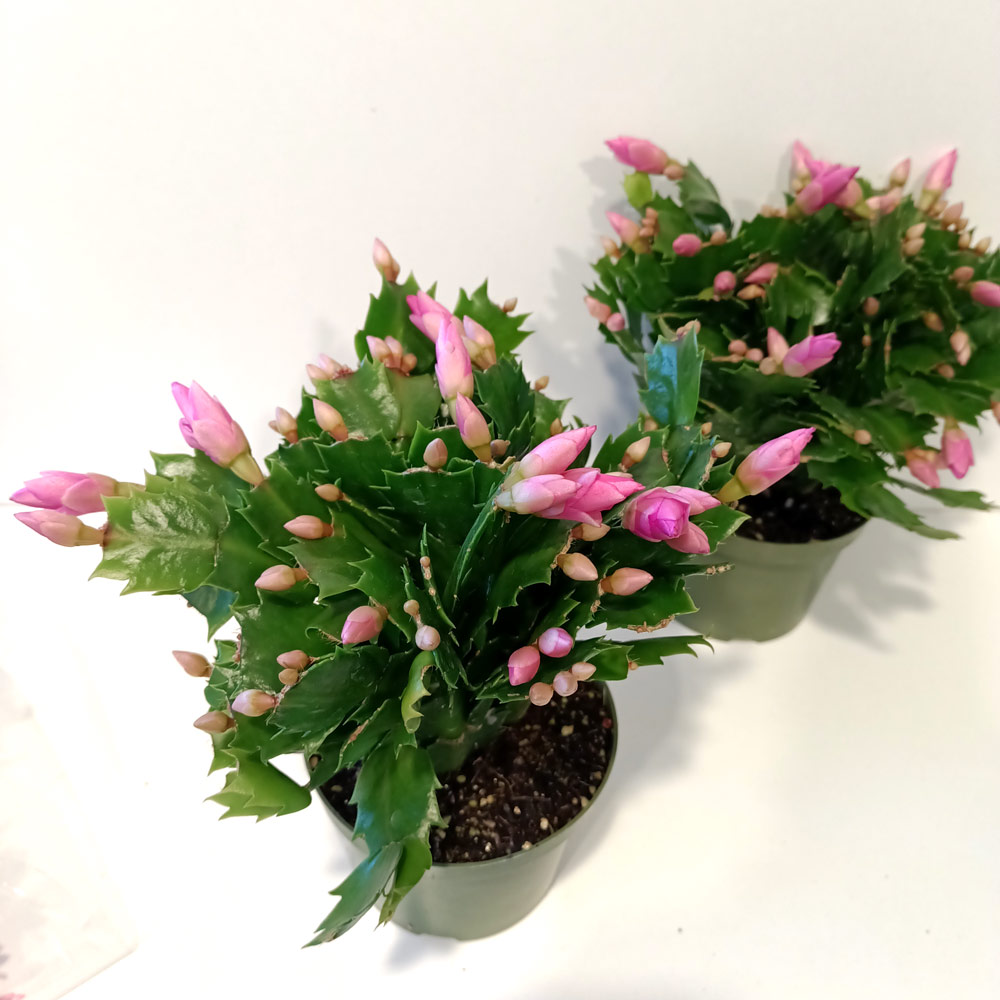 Schlumbergera BIAŁO-RÓŻOWA