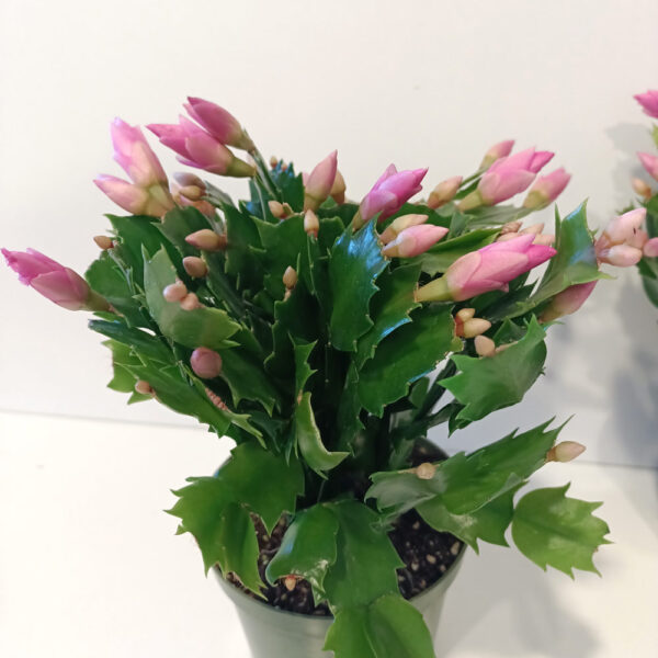 Schlumbergera BIAŁO-RÓŻOWA