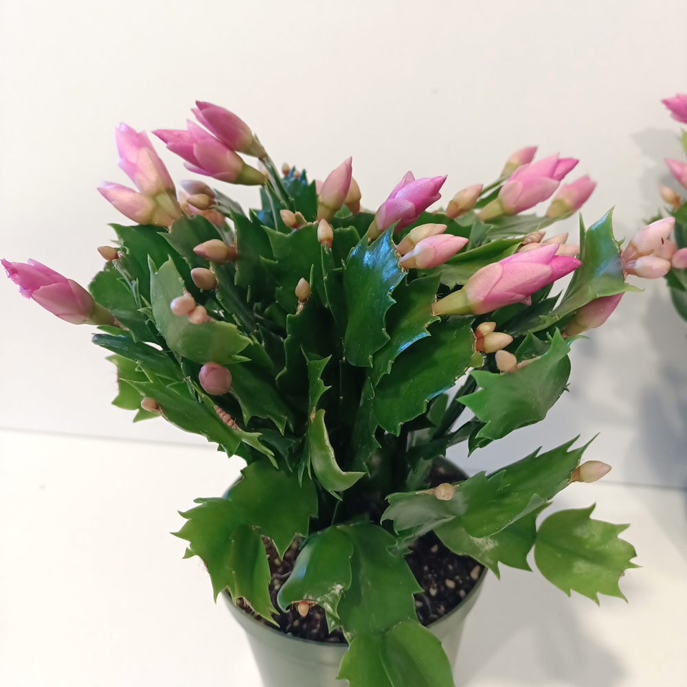 Schlumbergera BIAŁO-RÓŻOWA