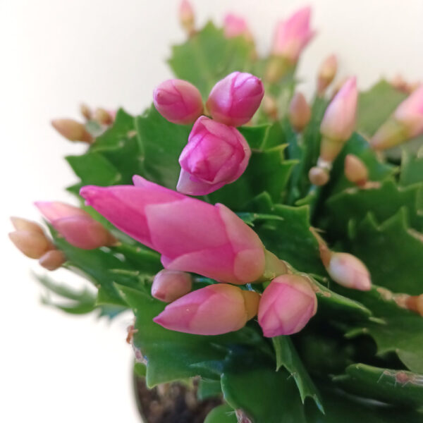 Schlumbergera BIAŁO-RÓŻOWA