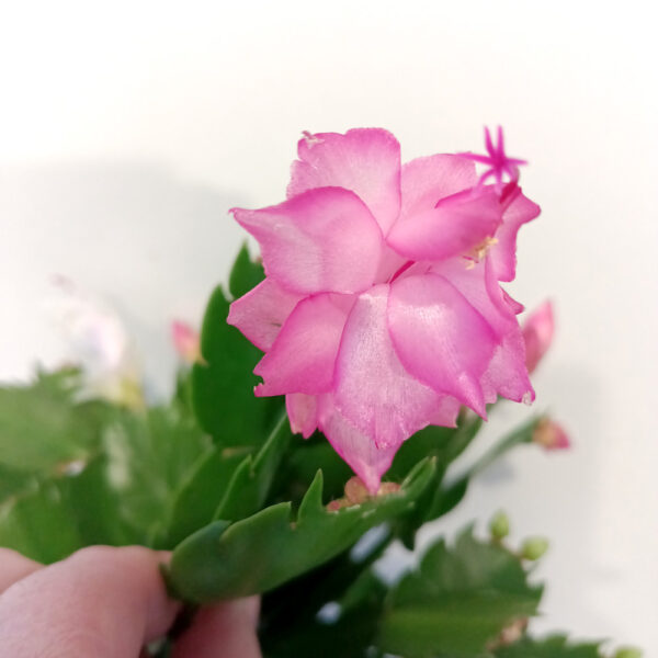 Schlumbergera BIAŁO-RÓŻOWA Schlumbergera BIAŁO-RÓŻOWA