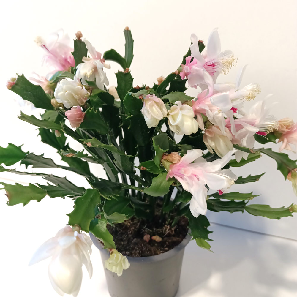 Schlumbergera BIAŁA