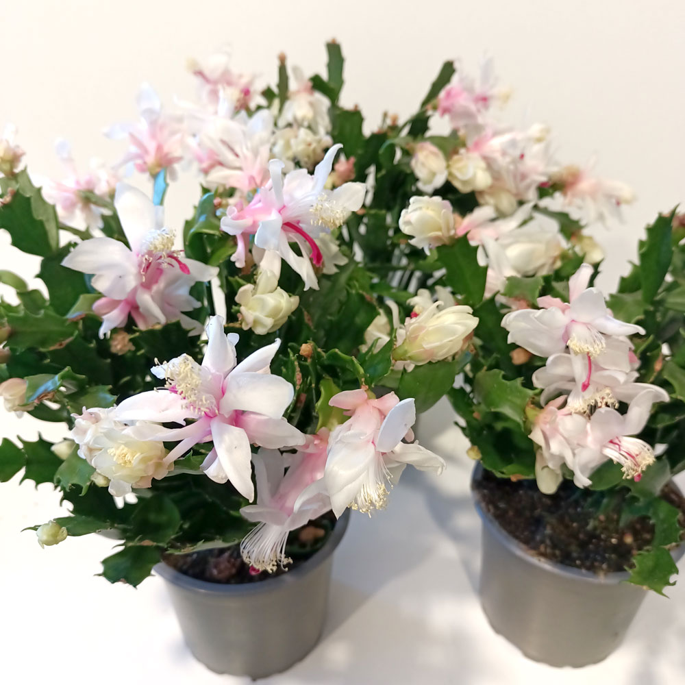 Schlumbergera BIAŁA
