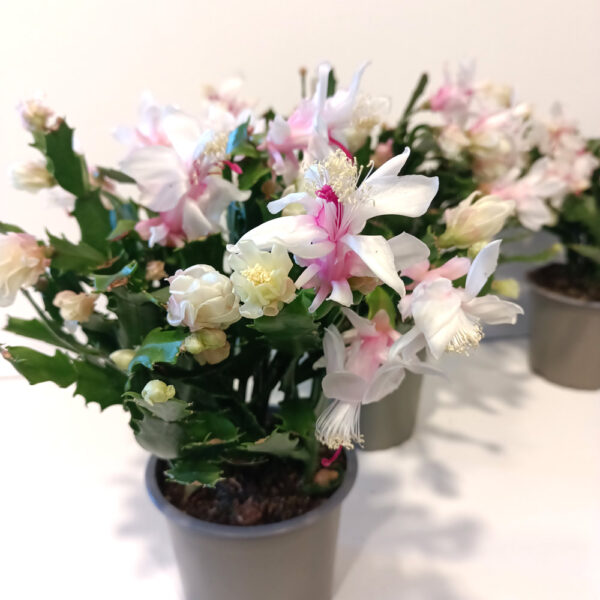 Schlumbergera BIAŁA