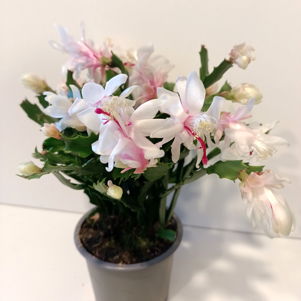 Schlumbergera BIAŁA