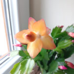 Schlumbergera ŻÓŁTA