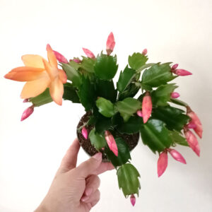Schlumbergera ŻÓŁTA