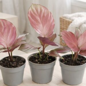 Calathea Silver Plate