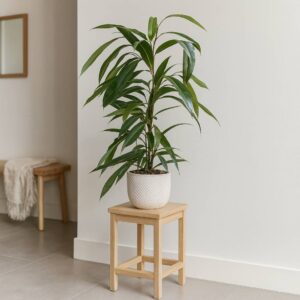 Ficus Amstel King