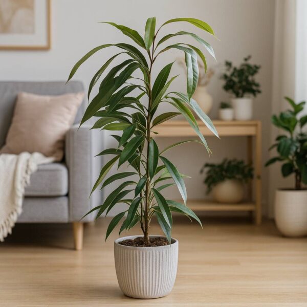 Ficus Amstel King