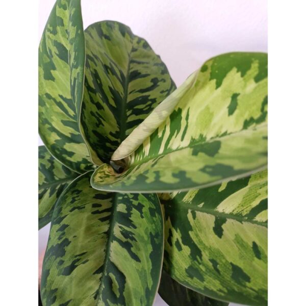 Homalomena wallisii Camouflage