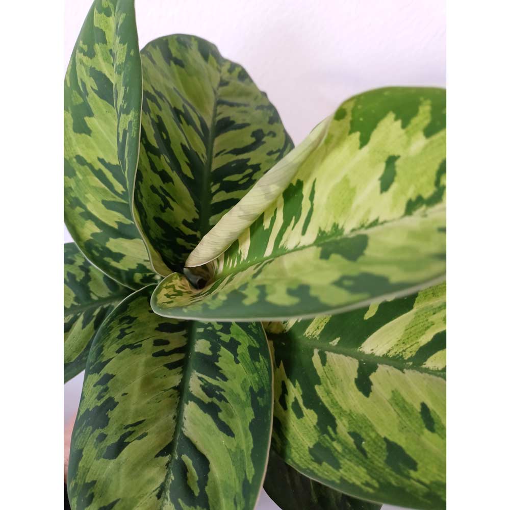 Homalomena wallisii Camouflage