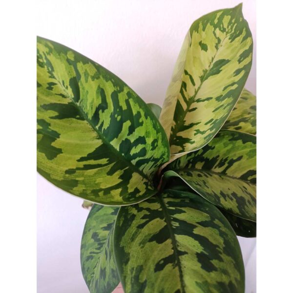 Homalomena wallisii Camouflage