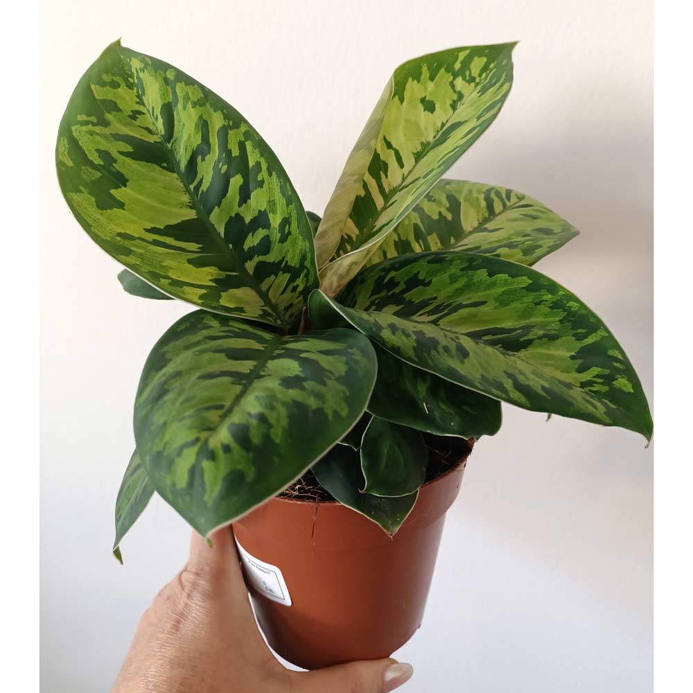 Homalomena wallisii Camouflage