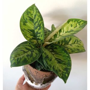 Homalomena wallisii Camouflage