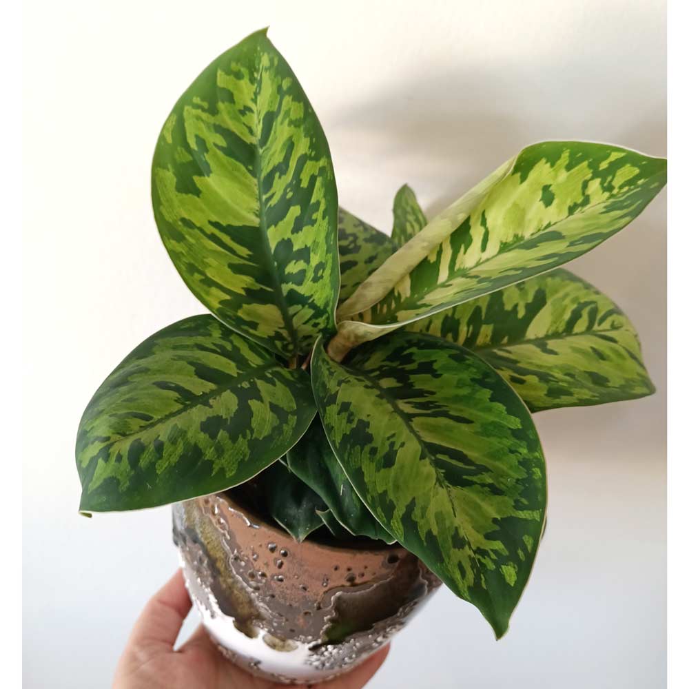 Homalomena wallisii Camouflage