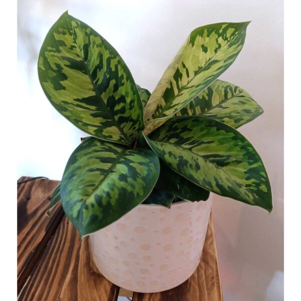 Homalomena wallisii Camouflage