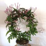 Jasminum polyanthum - jaśmin Różowy