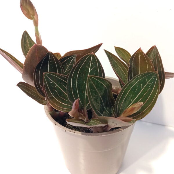 Ludisia Discolor Ludisia Discolor