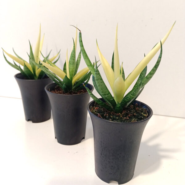 Sansevieria Comet Chrysanta Lemon