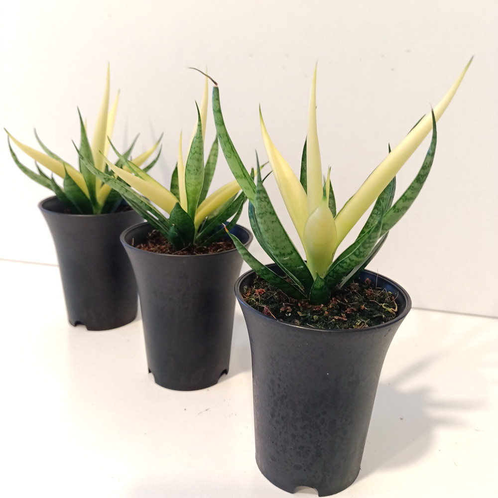 Sansevieria Comet Chrysanta Lemon