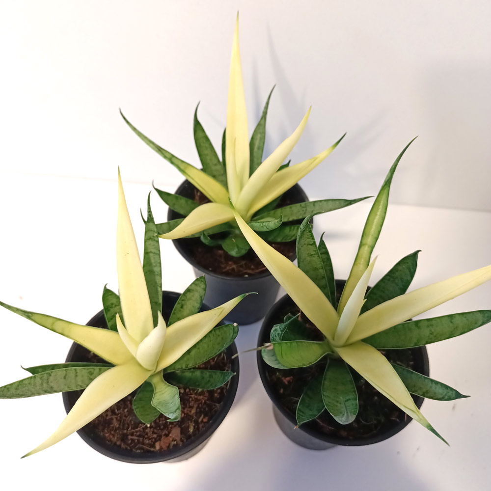 Sansevieria Comet Chrysanta Lemon