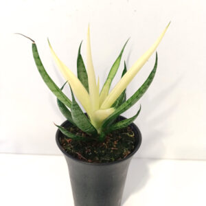Sansevieria Comet Chrysanta Lemon