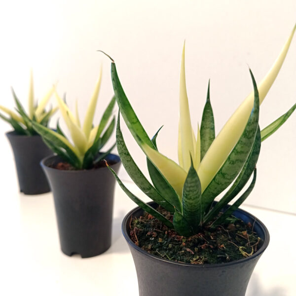 Sansevieria Comet Chrysanta Lemon Sansevieria Comet Chrysanta Lemon