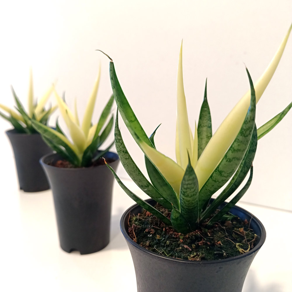 Sansevieria Comet Chrysanta Lemon
