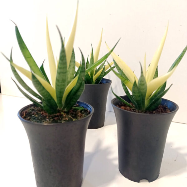 Sansevieria Comet Chrysanta Lemon