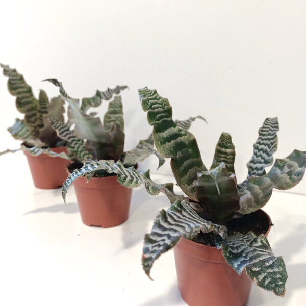 Cryptanthus zonatus skrytokwiat