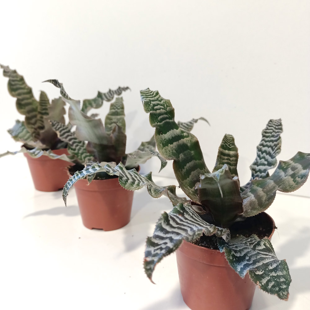 Cryptanthus zonatus skrytokwiat