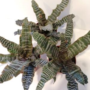 Cryptanthus zonatus skrytokwiat