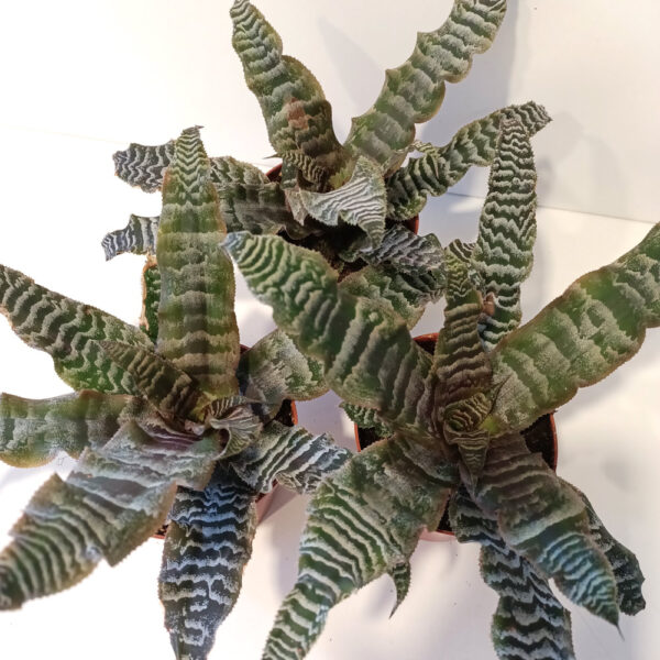 Cryptanthus zonatus skrytokwiat