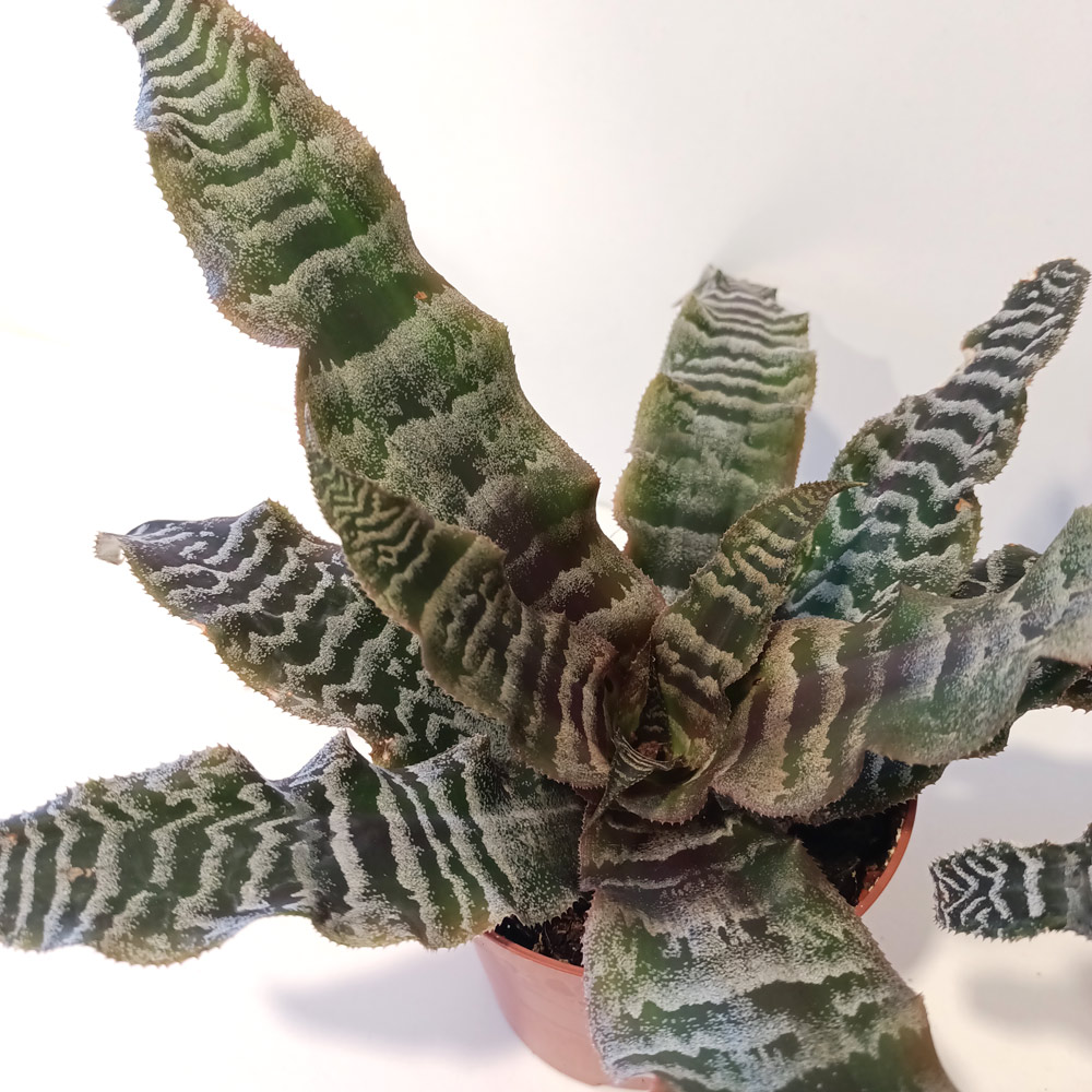 Cryptanthus zonatus skrytokwiat