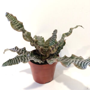 Cryptanthus zonatus skrytokwiat