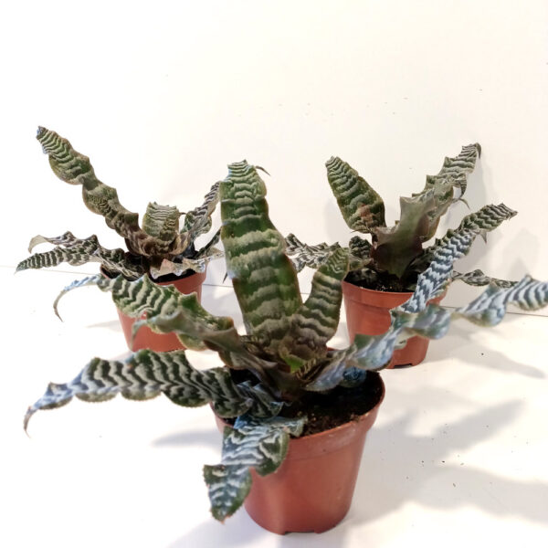 Cryptanthus zonatus skrytokwiat